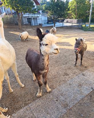 Alpaca maschio