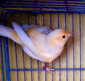 Canarino portatore occhi rossi