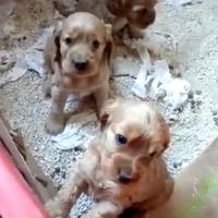 Cuccioli cocker neri e fulvi