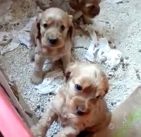 Cuccioli cocker neri e fulvi