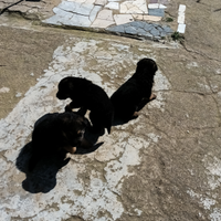 Cuccioli di pastore tedesco