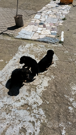 Cuccioli di pastore tedesco