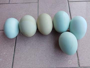 Galline legbar