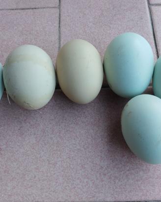 Galline legbar