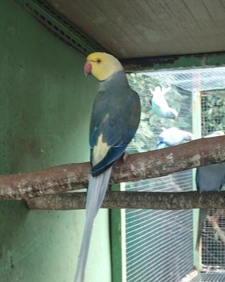 Parrocchetti dal collare