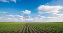 terreno-agricolo-aviano