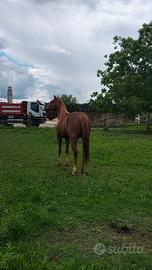 Cavallo