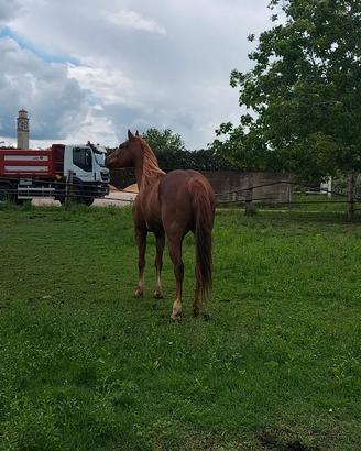 Cavallo
