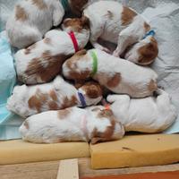 Cuccioli espaniel bretton