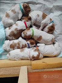 Cuccioli espaniel bretton
