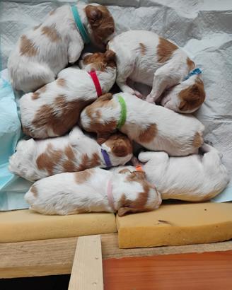 Cuccioli espaniel bretton