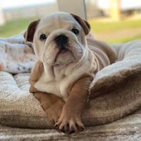 BULLDOG INGLESE CUCCIOLI pag in 12 rate