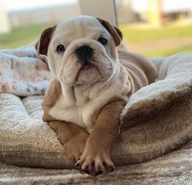BULLDOG INGLESE CUCCIOLI pag in 12 rate