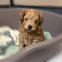 Maltipoo mini toy
