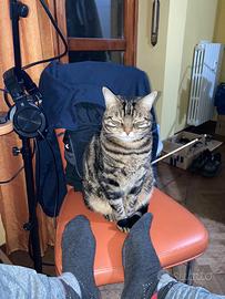 Gatto maschio adulto (sterilizzato)