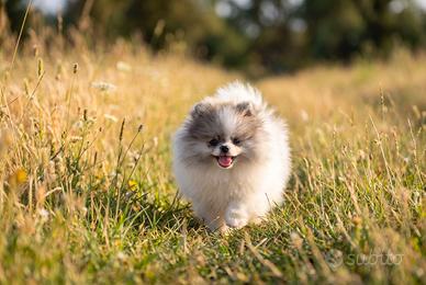 Cucciola di Pomerania