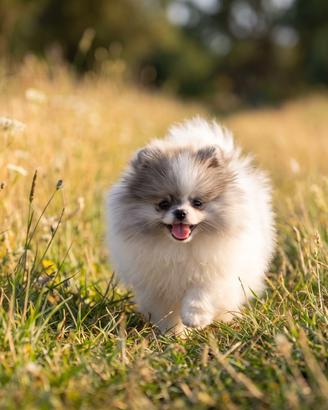 Cucciola di Pomerania