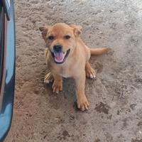Cucciolo meticcio