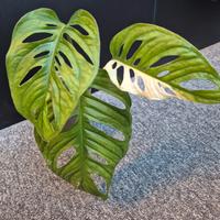 Monstera Adansonii Variegata 