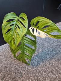 Monstera Adansonii Variegata 
