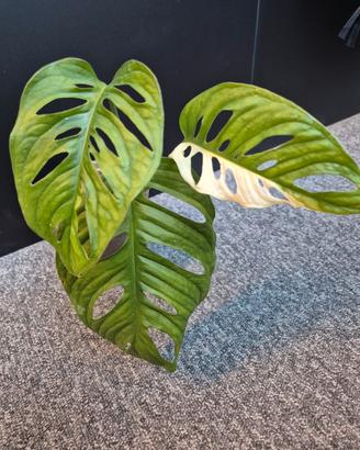 Monstera Adansonii Variegata 