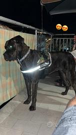 Cane corso
