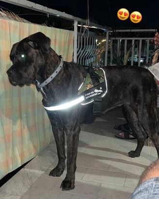 Cane corso