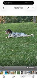 Cucciolone setter inglese