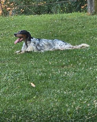 Cucciolone setter inglese