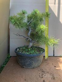 Bonsai varie specie