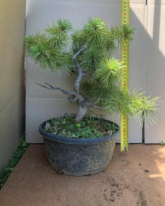 Bonsai varie specie