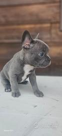 Bulldog francese