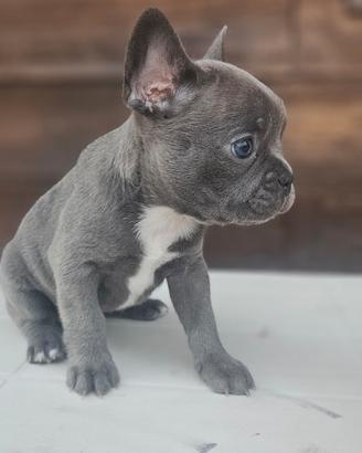Bulldog francese
