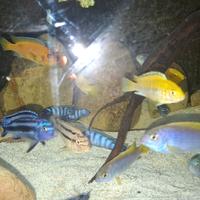 Melanochromis maingano