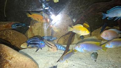 Melanochromis maingano