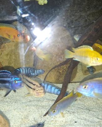 Melanochromis maingano