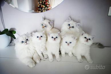 Gattina SCOTTISH BRITISH a pelo lungo bianco