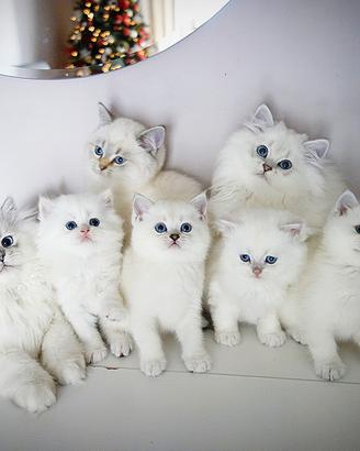 Gattina SCOTTISH BRITISH a pelo lungo bianco