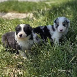 Cuccioli di Border Collie