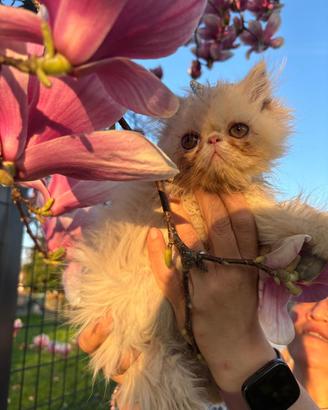 Ultimissimo maschietto gatto persiano prezzo shock