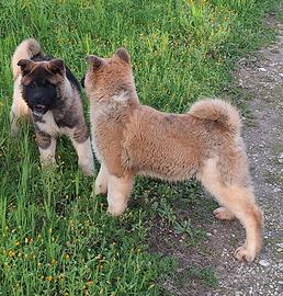 Cucciolo akita americano