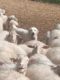 Cani pastore e da guardia svezzati