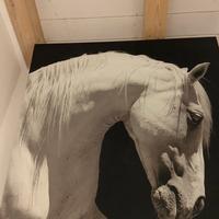 Quadro stampa su tela