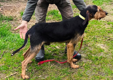 Segugio italiano pelo forte