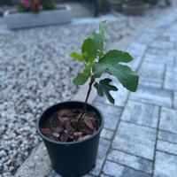 Pianta di fico