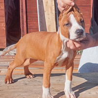 Cucciola Amstaff