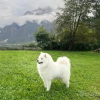 Samoiedo maschio disponibile per monta