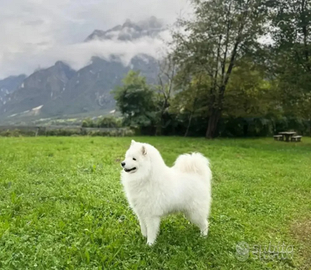 Samoiedo maschio disponibile per monta