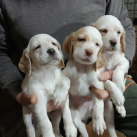 Setter inglesi con pedigree