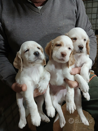 Setter inglesi con pedigree